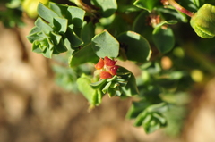 Euphorbia herniariifolia