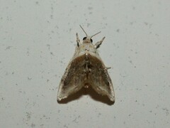 Lipocosmodes fuliginosalis