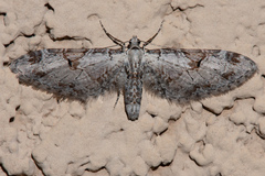 Eupithecia nevadata