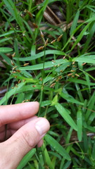 Fimbristylis dichotoma