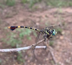 Paragomphus sabicus