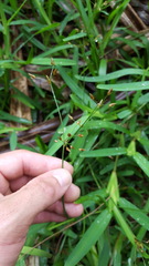 Fimbristylis dichotoma
