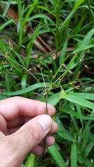 Fimbristylis dichotoma