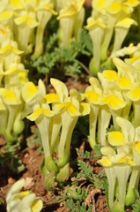 Scutellaria orientalis