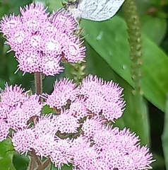 Campuloclinium macrocephalum