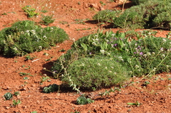 Pseudosempervivum aucheri