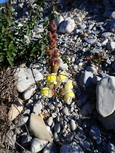 Antirrhinum latifolium (Antirrhinum latifolium)