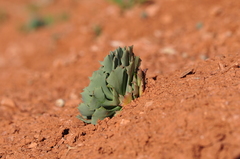 Pseudosempervivum aucheri