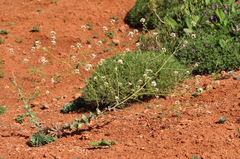 Pseudosempervivum aucheri