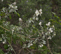 Ceanothus oliganthus