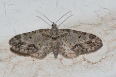 Eupithecia zelmira