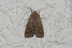 Orthosia pacifica