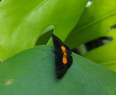 Pirascca tyriotes