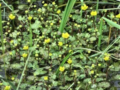 Ranunculus gmelinii