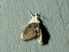 Lipocosmodes fuliginosalis