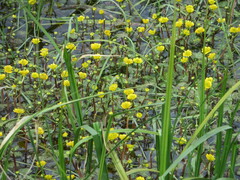 Ranunculus gmelinii