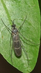 Keroplatidae
