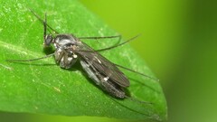Keroplatidae