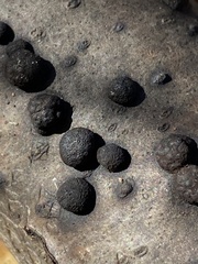 Annulohypoxylon annulatum