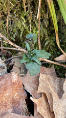 Cardamine douglassii
