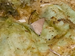 Deudorix livia