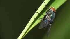 Lucilia eximia