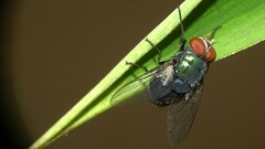 Lucilia eximia