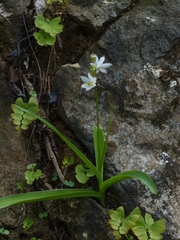 Chlorophytum tuberosum
