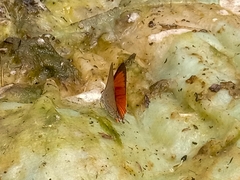 Deudorix livia