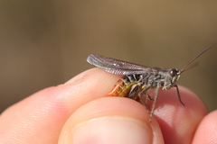 Chorthippus eisentrauti