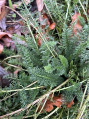 Achillea millefolium
