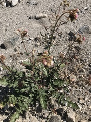 Chylismia claviformis