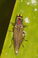 Semiotus