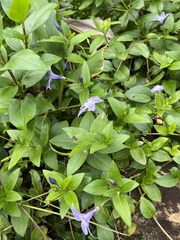 Vinca difformis