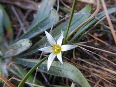 Romulea columnae