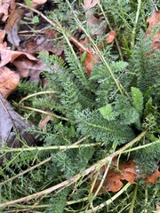 Achillea millefolium
