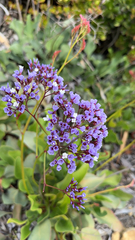 Limonium perezii