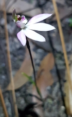 Caladenia maritima
