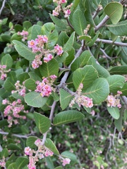 Rhus integrifolia