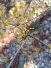 Hamamelis × intermedia