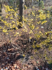 Hamamelis × intermedia