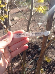 Hamamelis × intermedia