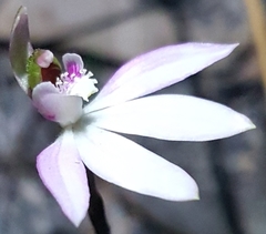 Caladenia maritima