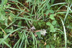 Renia flavipunctalis