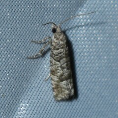 Retinia gemistrigulana