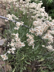 Antennaria anaphaloides