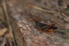 Chorthippus eisentrauti