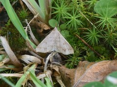 Renia flavipunctalis