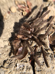 Aphonopelma anax