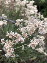 Antennaria anaphaloides